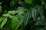 Ziziphus pubescens subsp. pubescens
