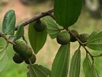 Ziziphus pubescens subsp. pubescens