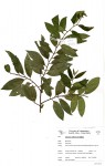 Ziziphus pubescens subsp. pubescens