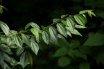 Ziziphus pubescens subsp. pubescens