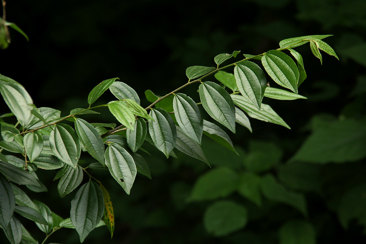 Ziziphus pubescens subsp. pubescens