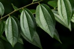 Ziziphus pubescens subsp. pubescens