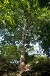 Berchemia discolor