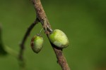 Berchemia discolor