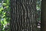 Berchemia discolor