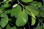 Berchemia discolor