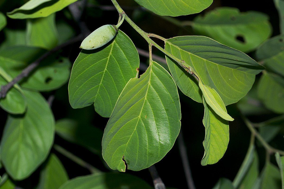 Berchemia discolor