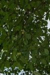 Berchemia discolor
