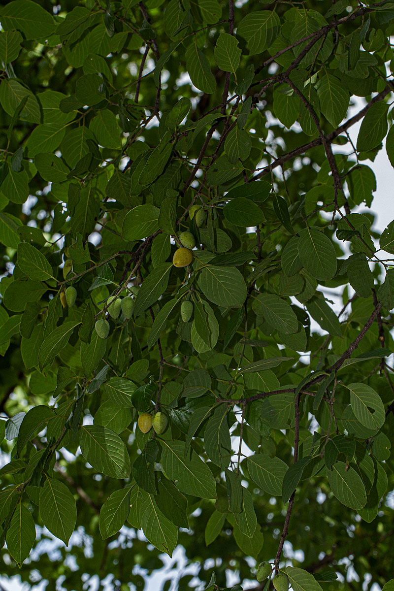 Berchemia discolor