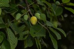 Berchemia discolor
