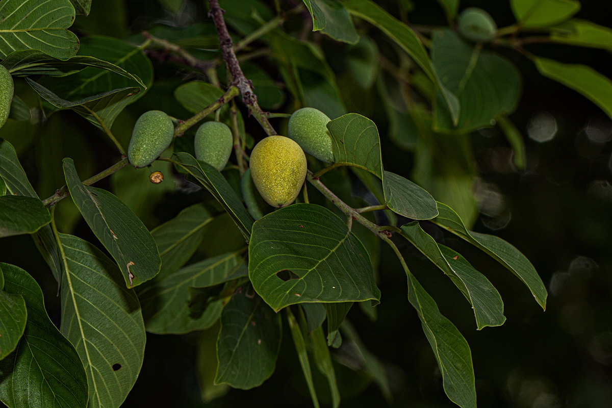 Berchemia discolor