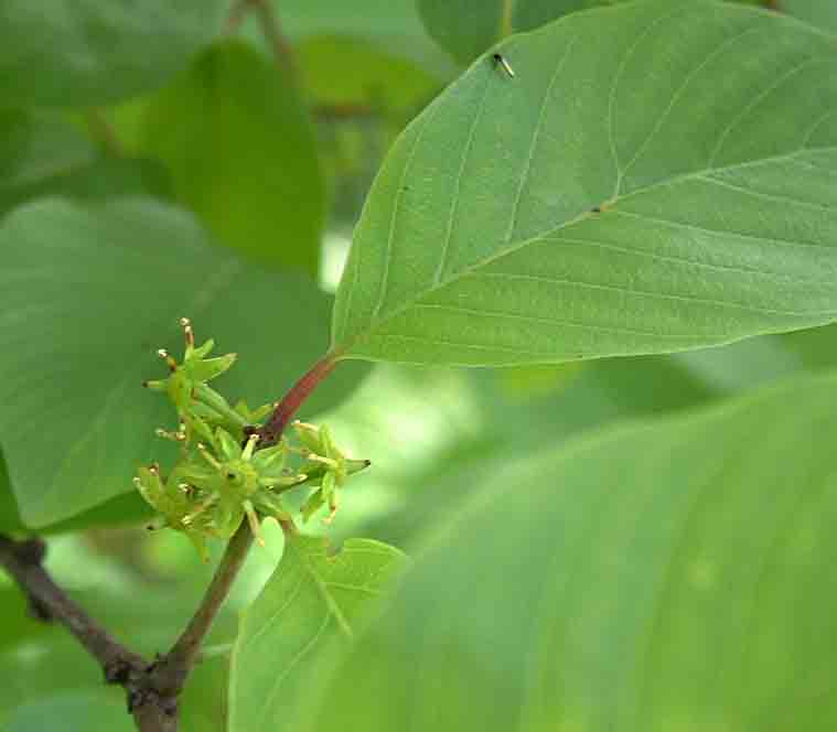 Berchemia discolor