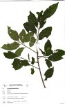 Berchemia discolor