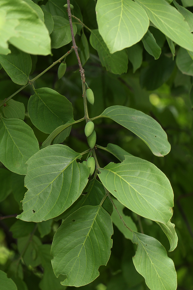 Berchemia discolor