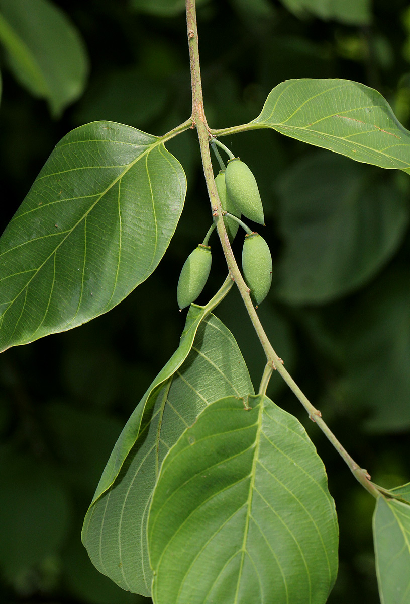 Berchemia discolor