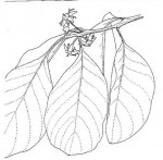 Berchemia discolor