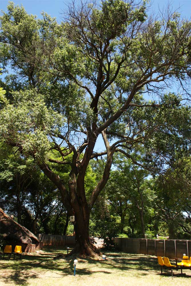 Berchemia zeyheri