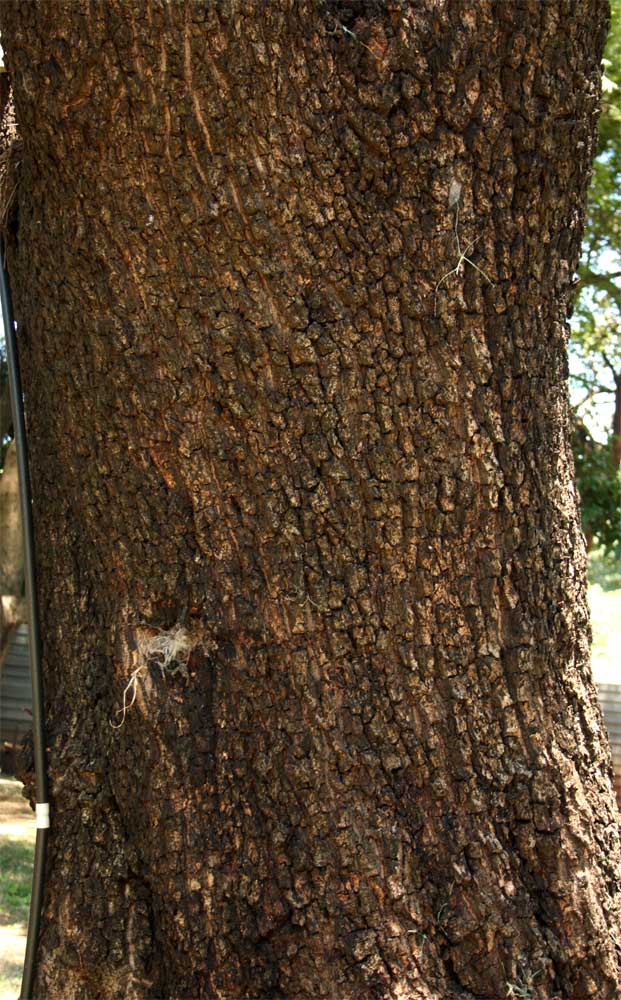 Berchemia zeyheri