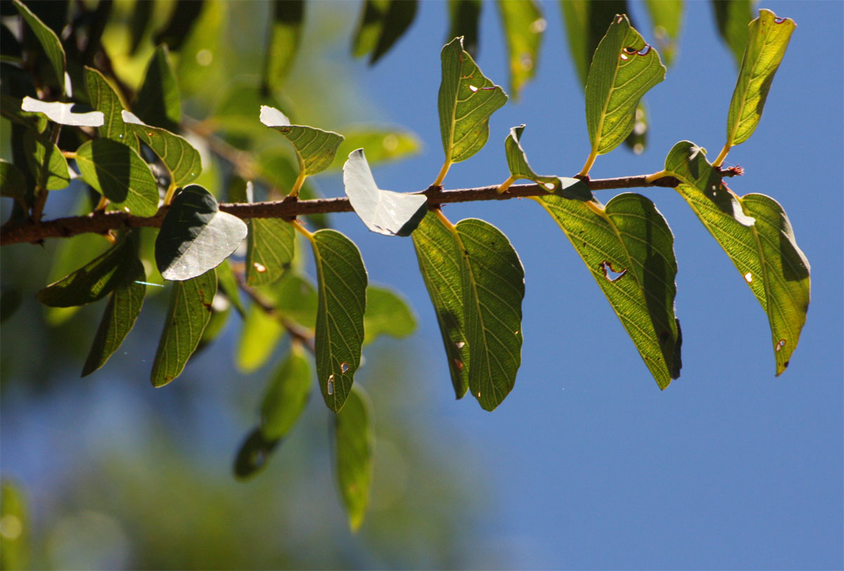 Berchemia zeyheri