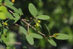 Berchemia zeyheri