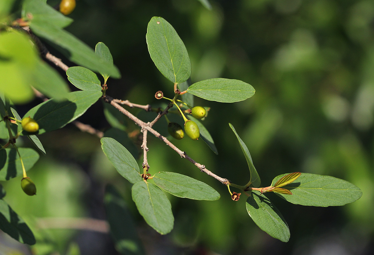 Berchemia zeyheri