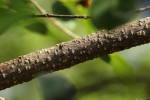 Berchemia zeyheri