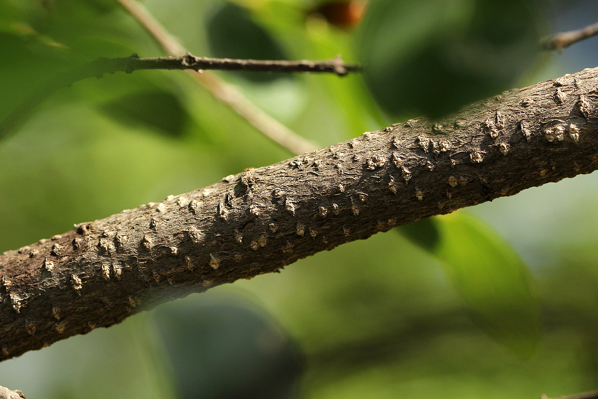 Berchemia zeyheri