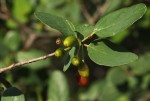 Berchemia zeyheri