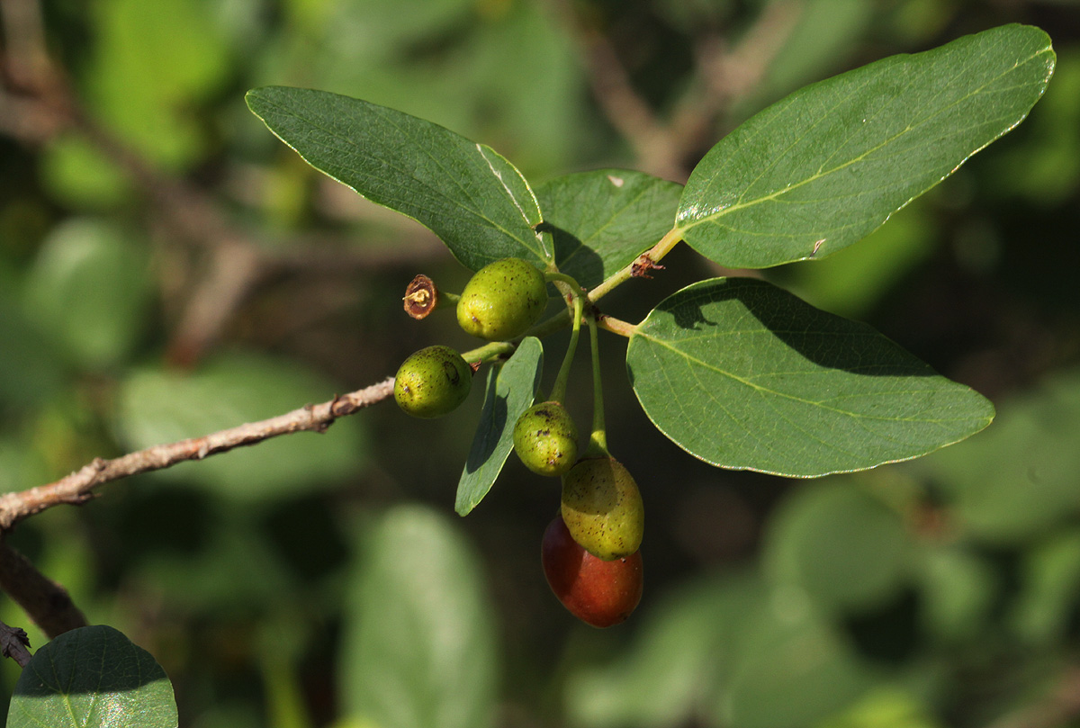 Berchemia zeyheri