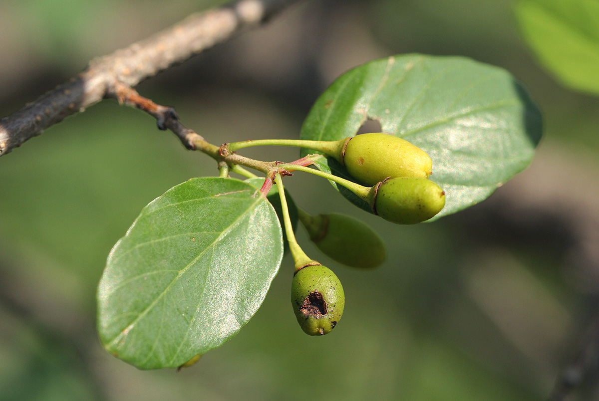Berchemia zeyheri