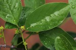 Berchemia zeyheri