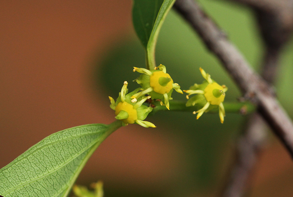 Berchemia zeyheri
