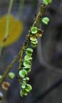 Gouania longispicata