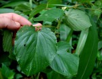 Gouania longispicata