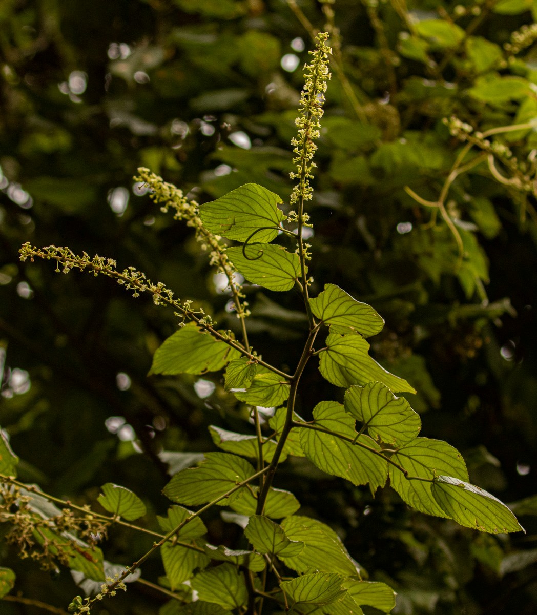 Gouania longispicata