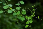 Helinus integrifolius