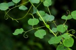 Helinus integrifolius