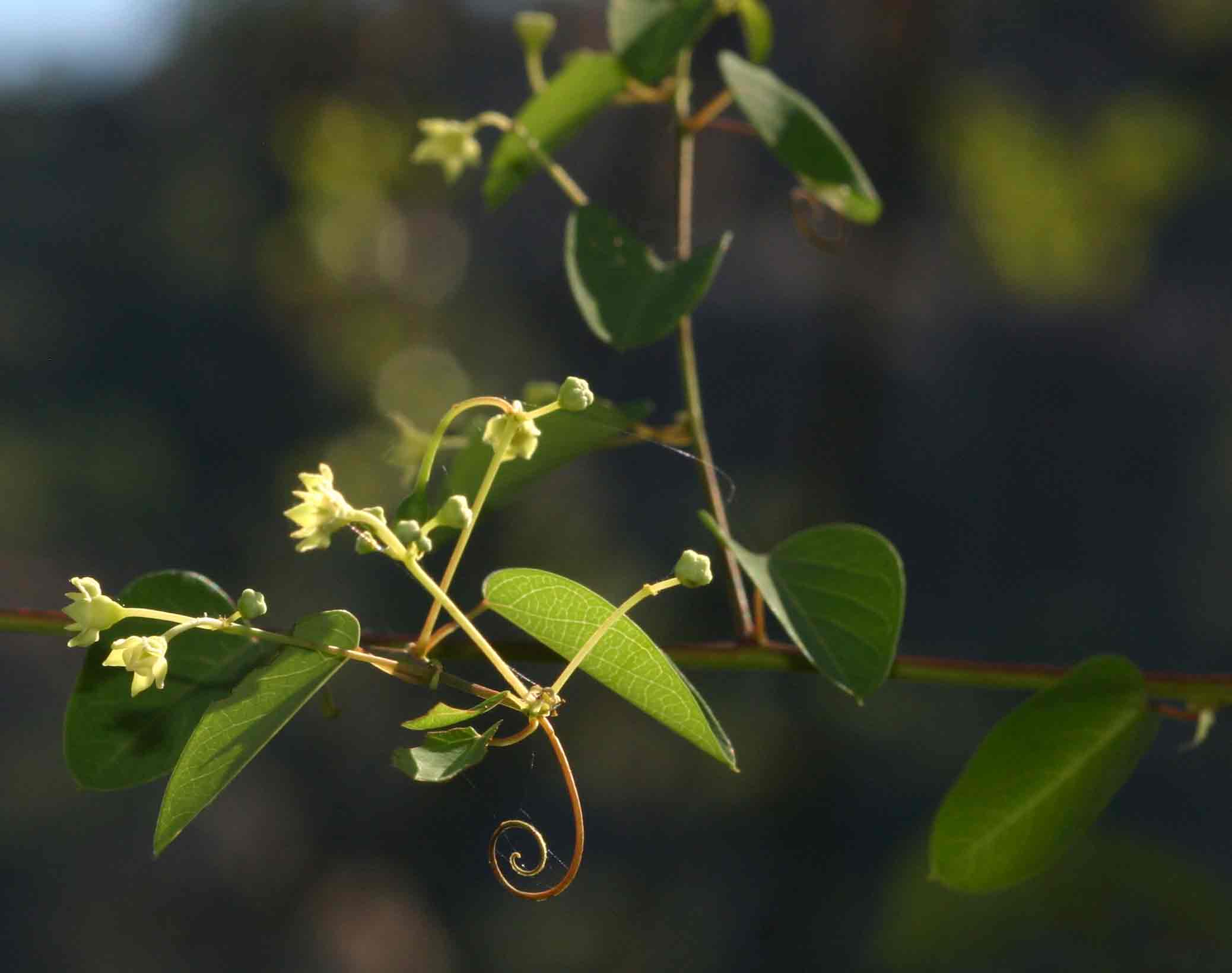 Helinus integrifolius