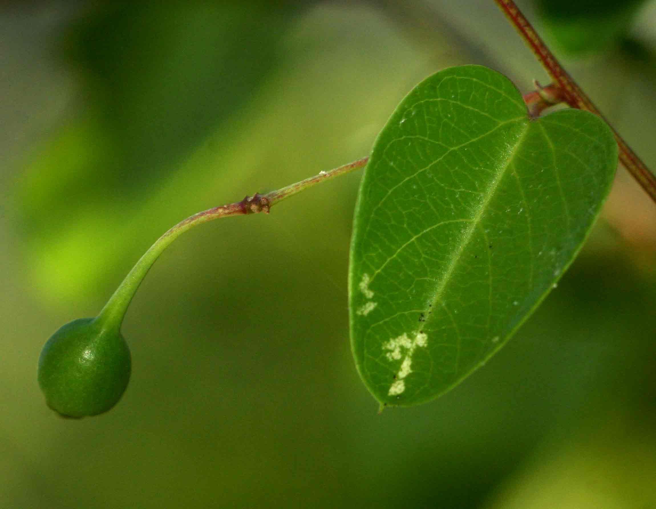 Helinus integrifolius