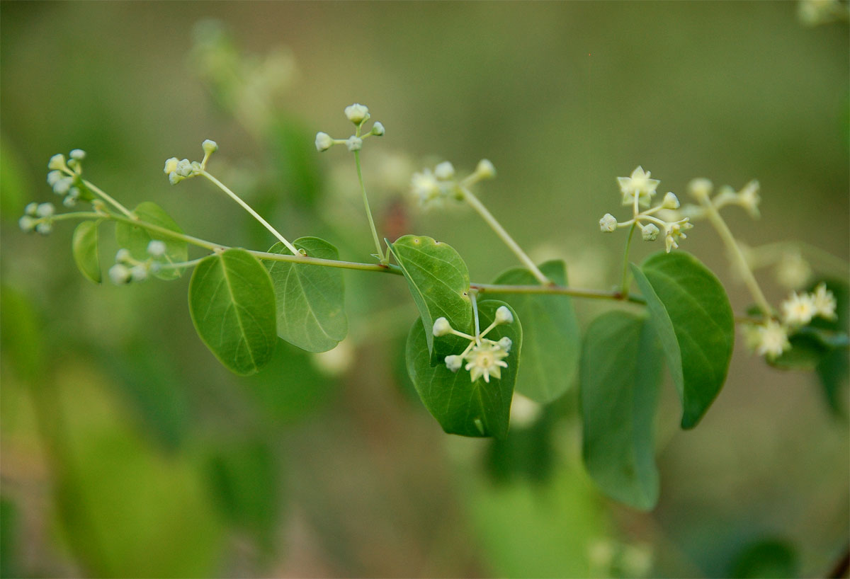Helinus mystacinus