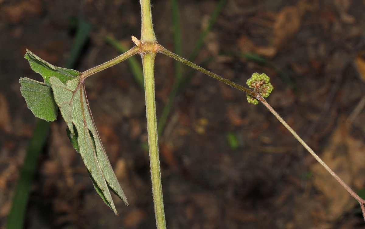 Ampelocissus africana var. africana
