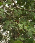 Ampelocissus africana var. africana