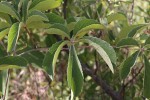 Ampelocissus obtusata subsp. kirkiana