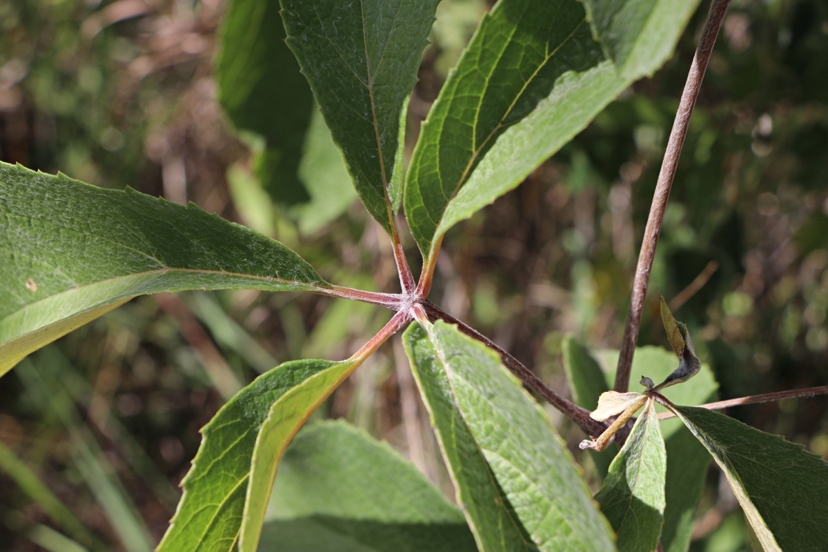 Ampelocissus obtusata subsp. kirkiana