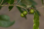Rhoicissus revoilii