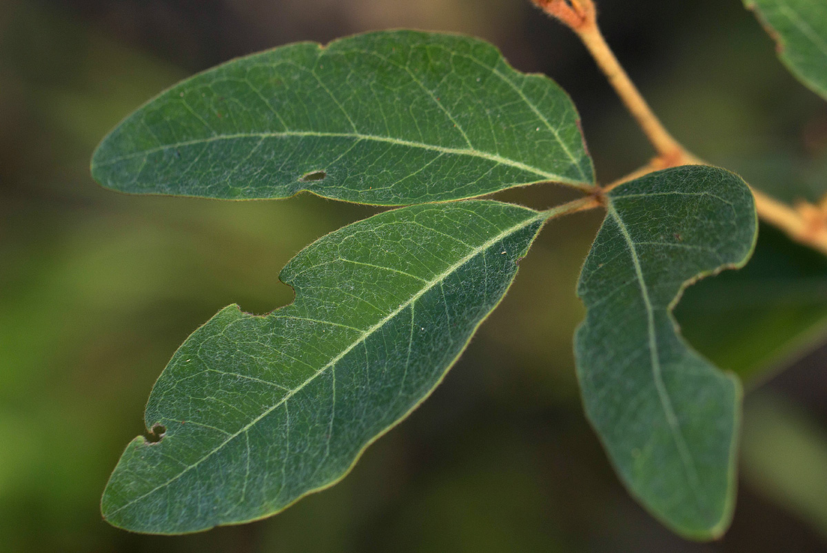 Rhoicissus revoilii