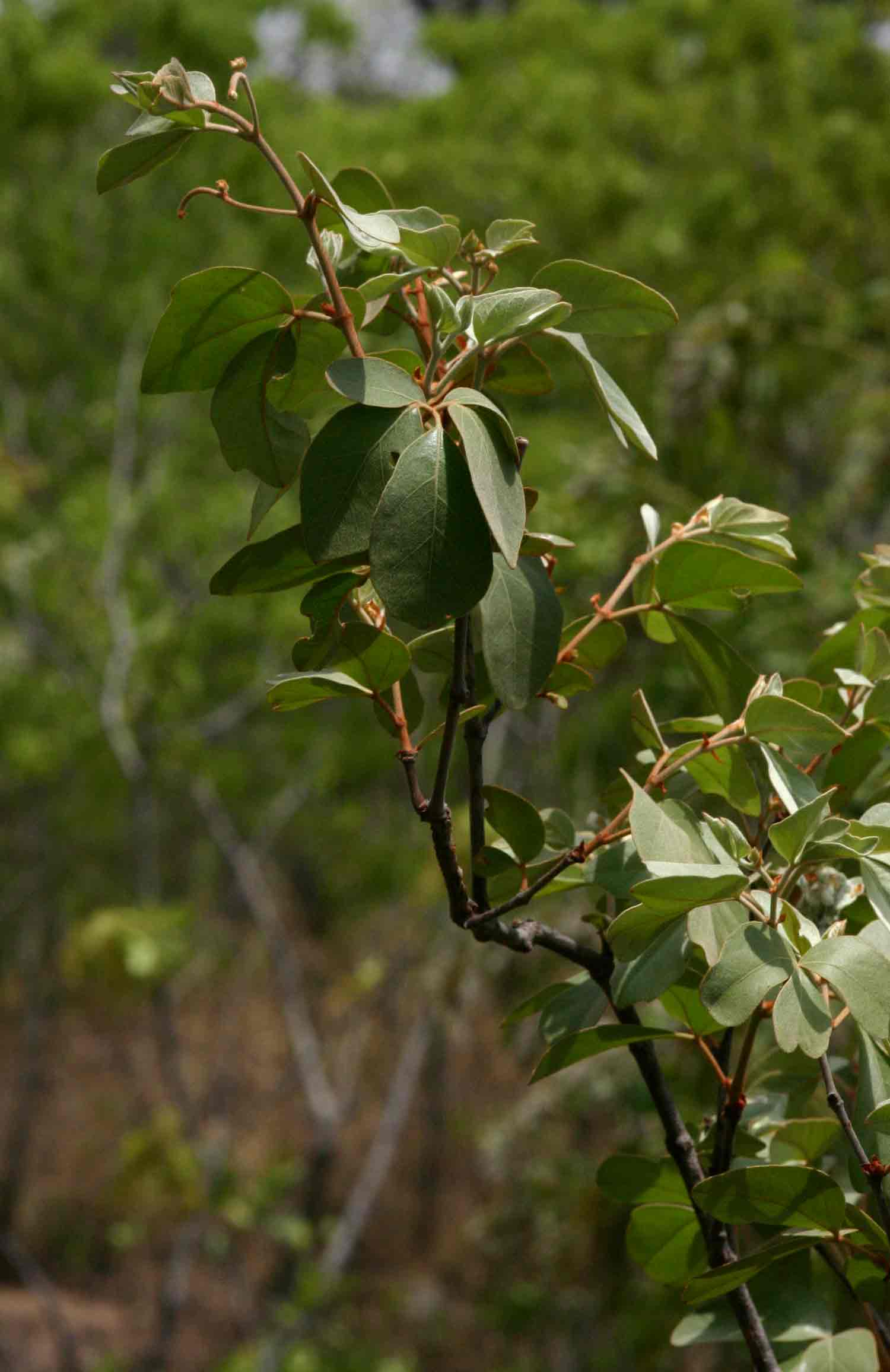Rhoicissus revoilii