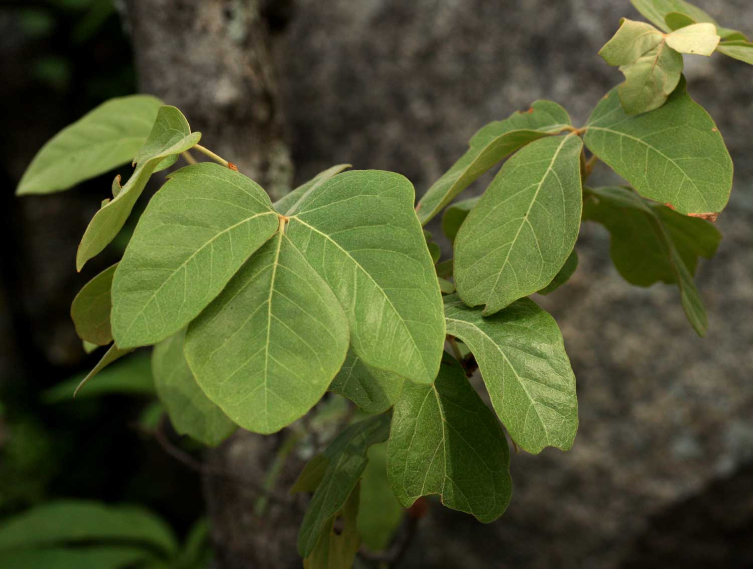 Rhoicissus revoilii