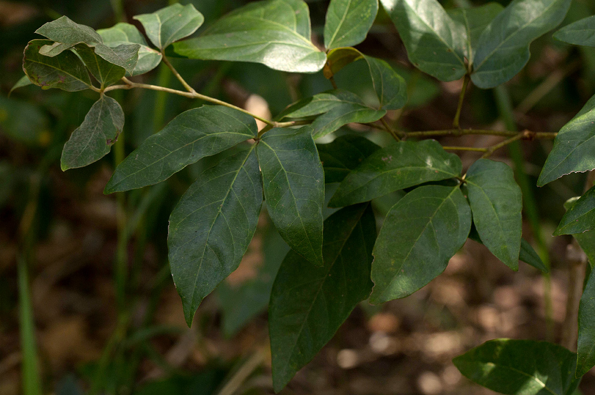 Rhoicissus revoilii