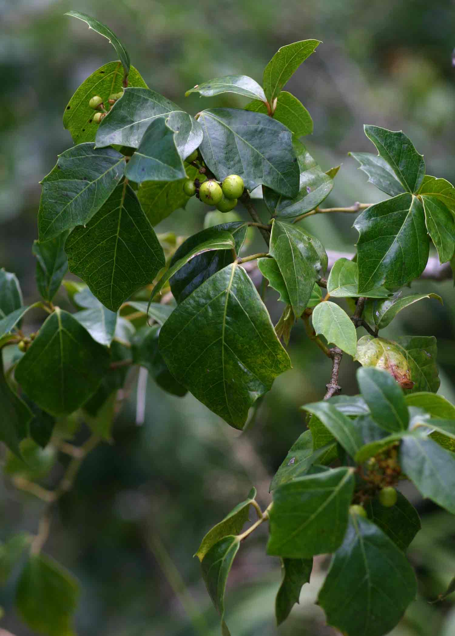 Rhoicissus rhomboidea